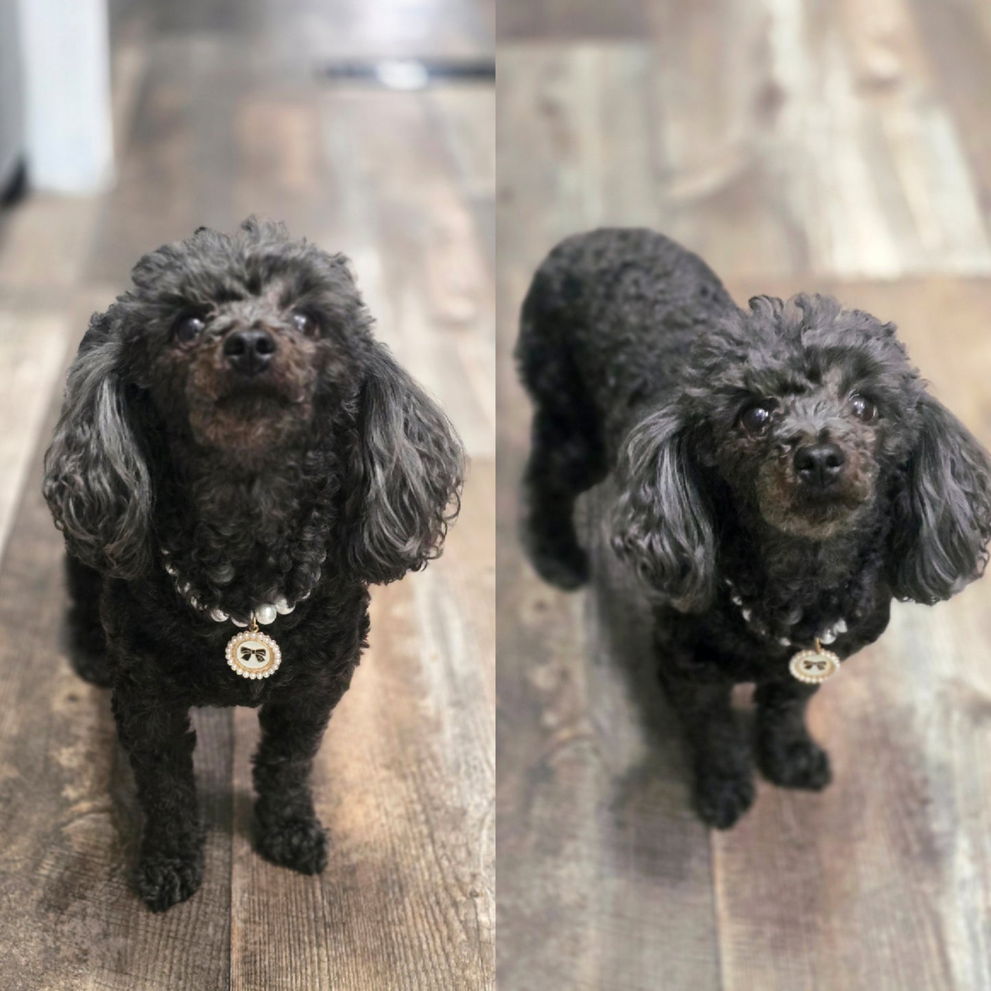 Luxury Pet Necklace - Paws & Pearls 🤍
