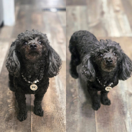 Luxury Pet Necklace - Paws & Pearls 🤍